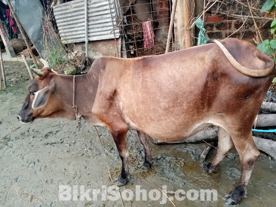 গাভী